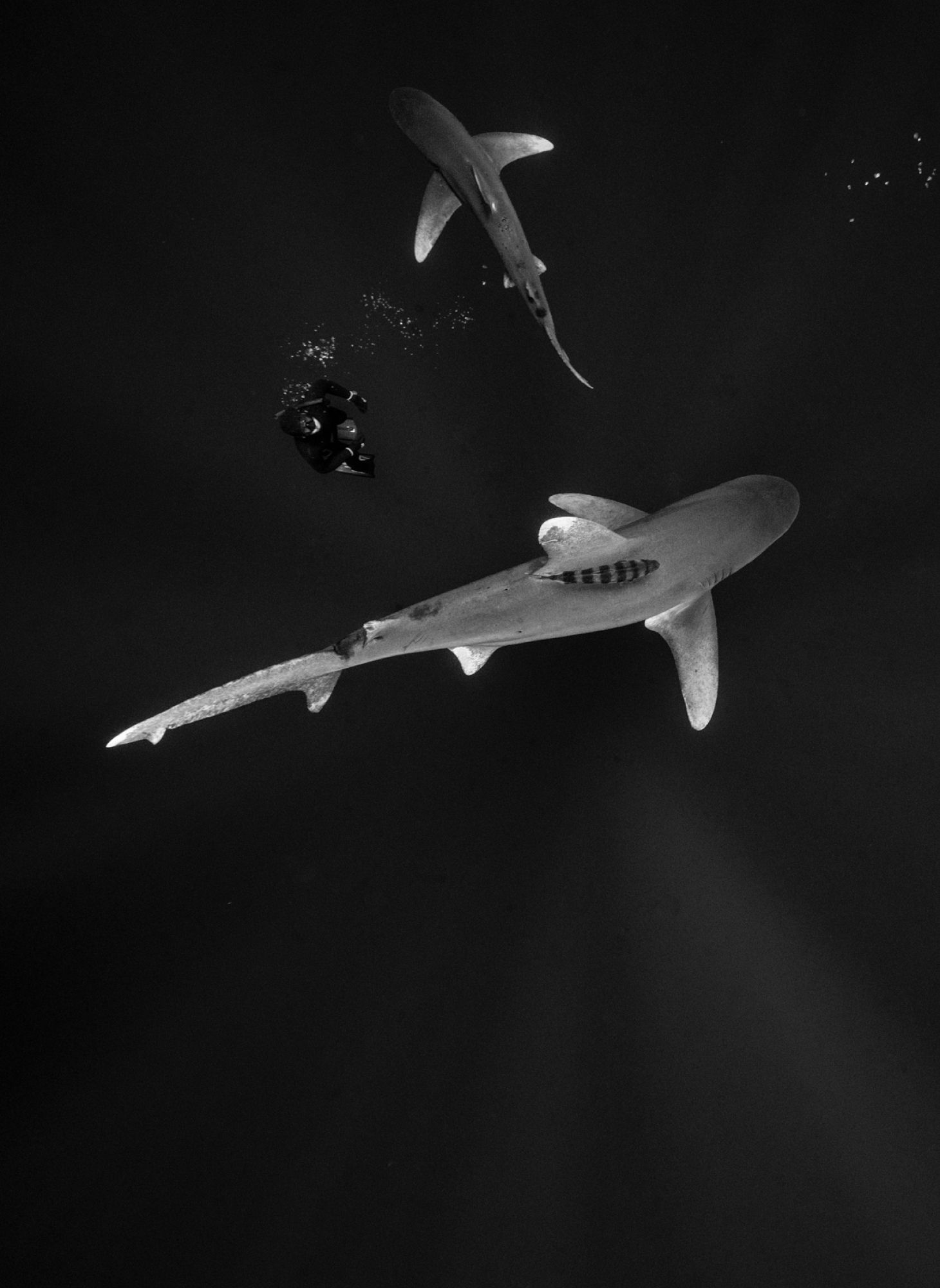 Black and white photo of swimming sharks