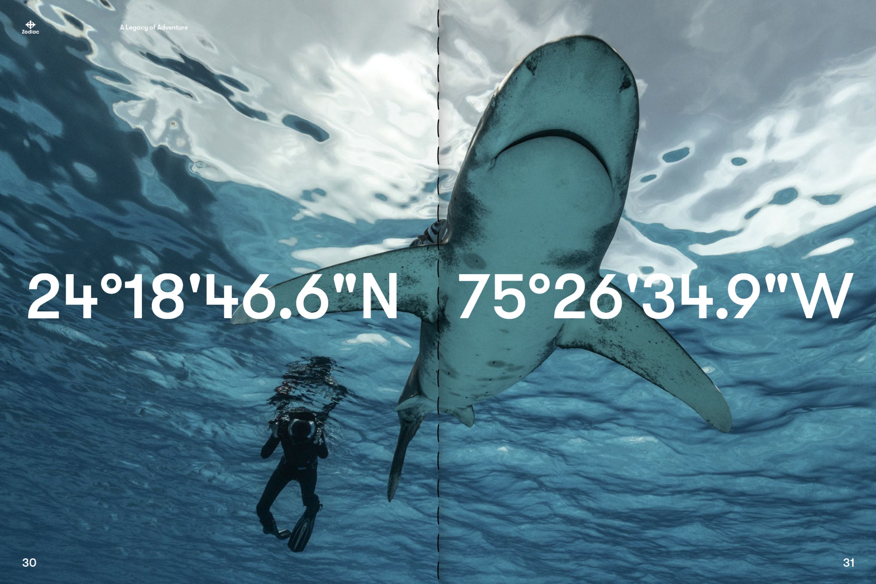 Diver in the water with a shark