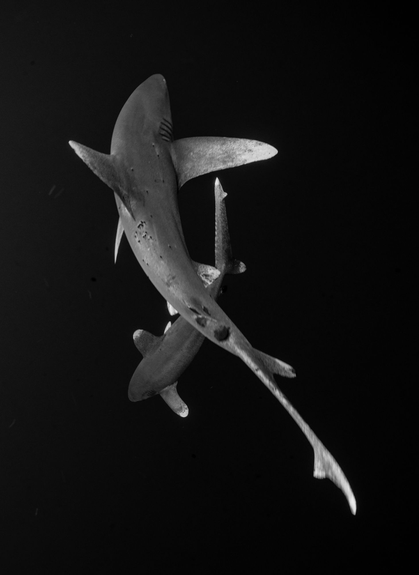 Two sharks swimming in black and white