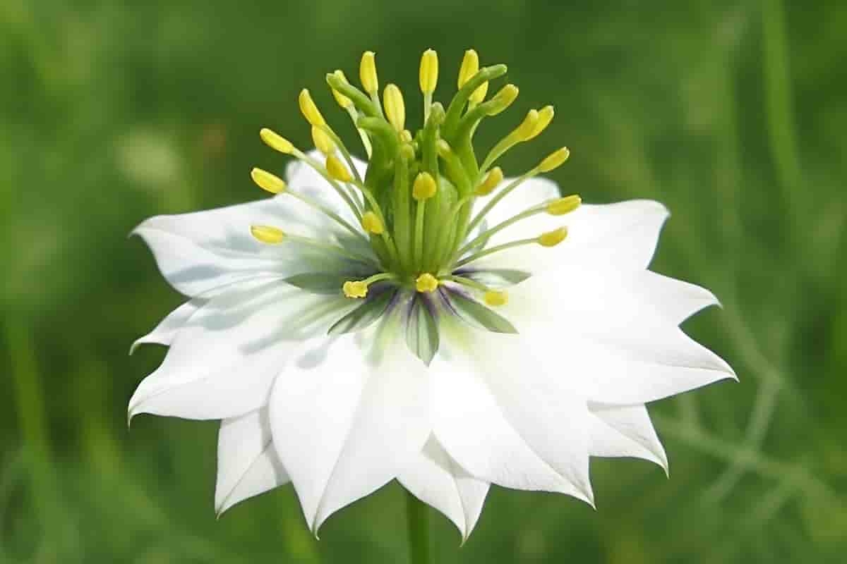 Black Seed Oil Benefits: Uses, Research, and Potential Side Effects