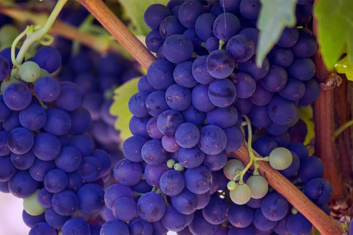 What is Grape Seed Extract?