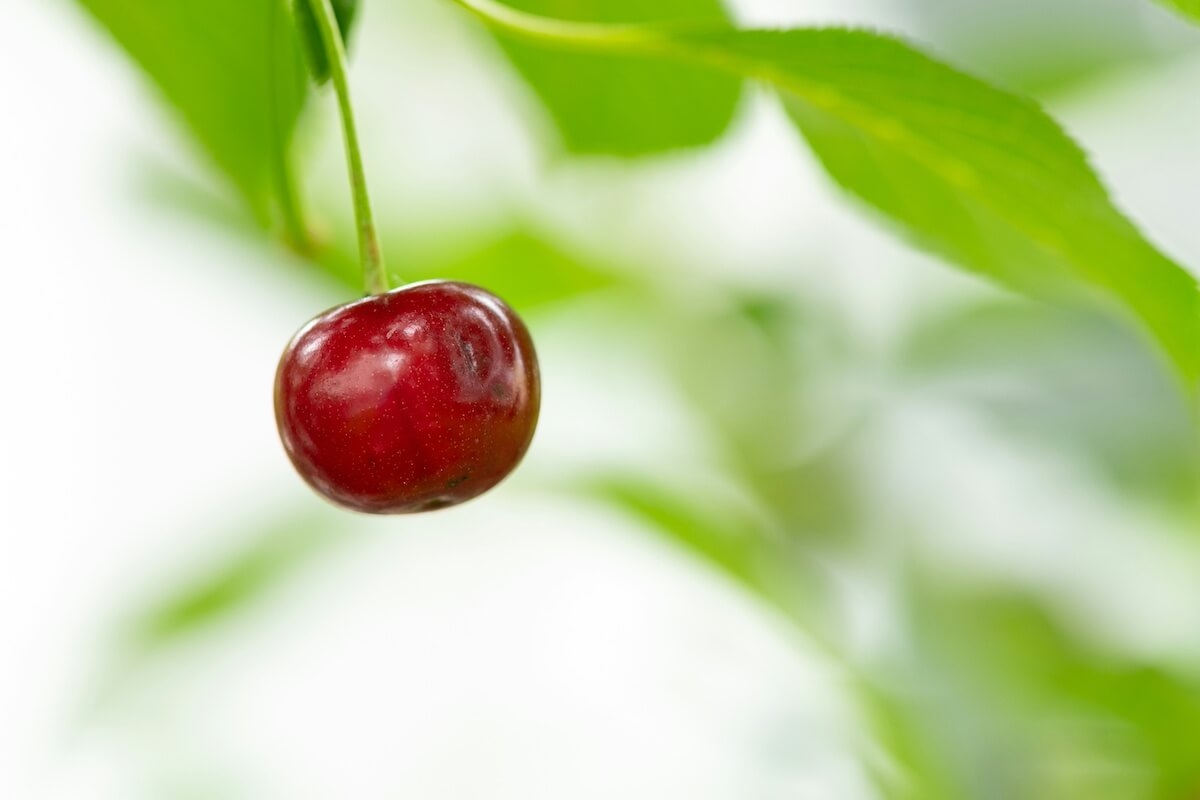 What is Tart Cherry?