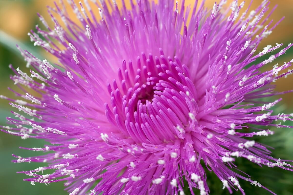 4 Key Benefits of Milk Thistle