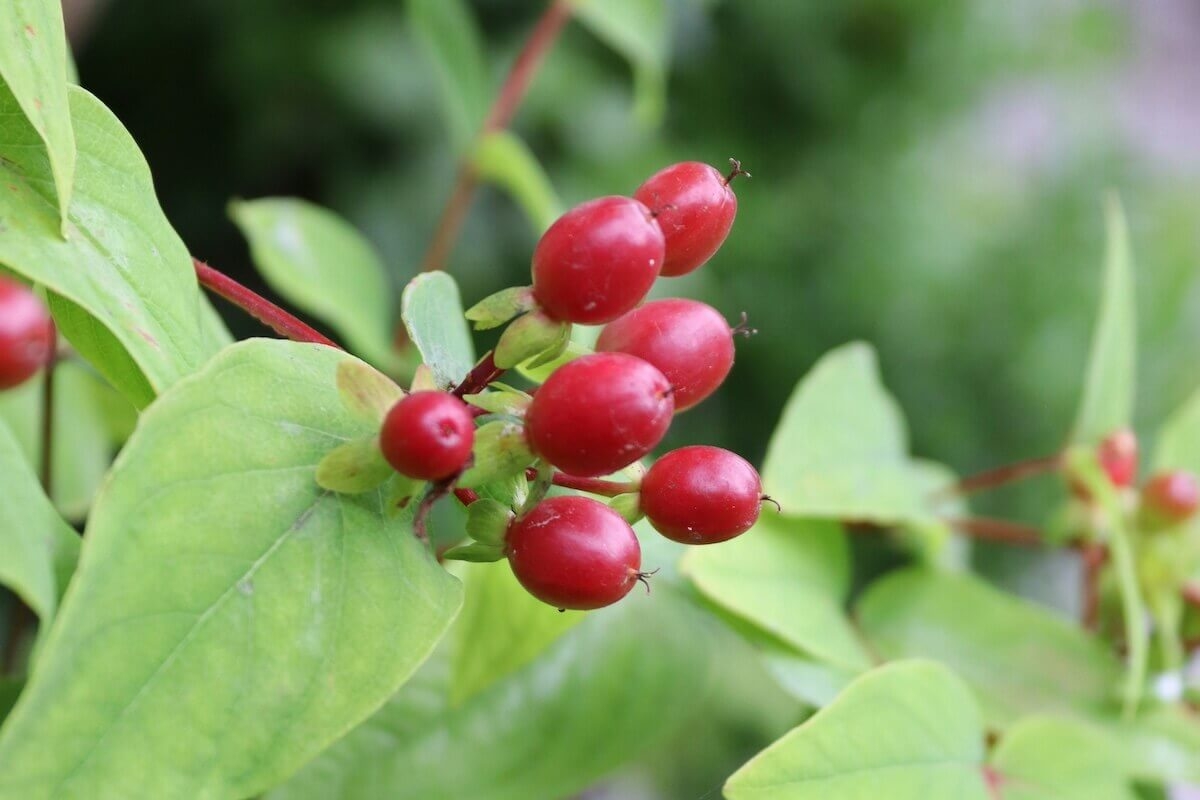 Cranberry Pills: UTI Prevention Breakthrough? Exploring New Evidence