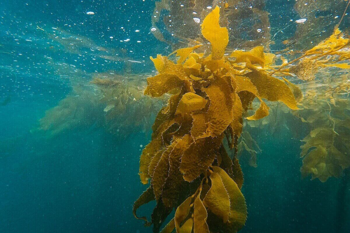 What is Kelp?