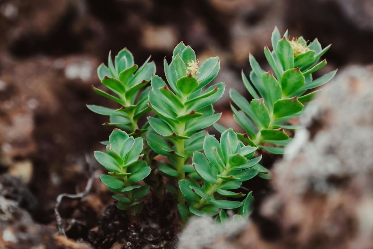 9 Benefits of Rhodiola