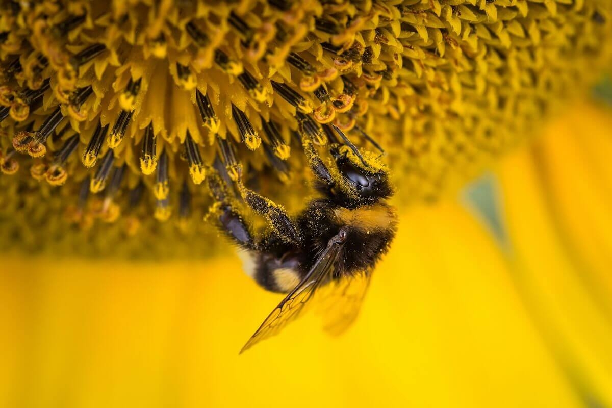 Does Bee Pollen Expire? How Long Does It Last? (And how To Extend Shelf Life)