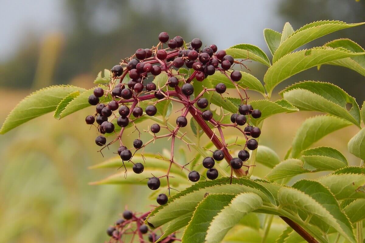 5 Key Benefits of Elderberry