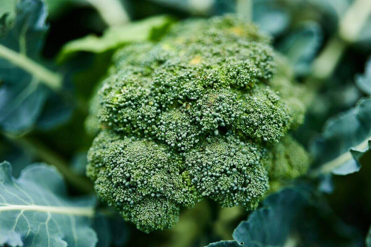 DIM: The Broccoli Extract That's Changing Everything