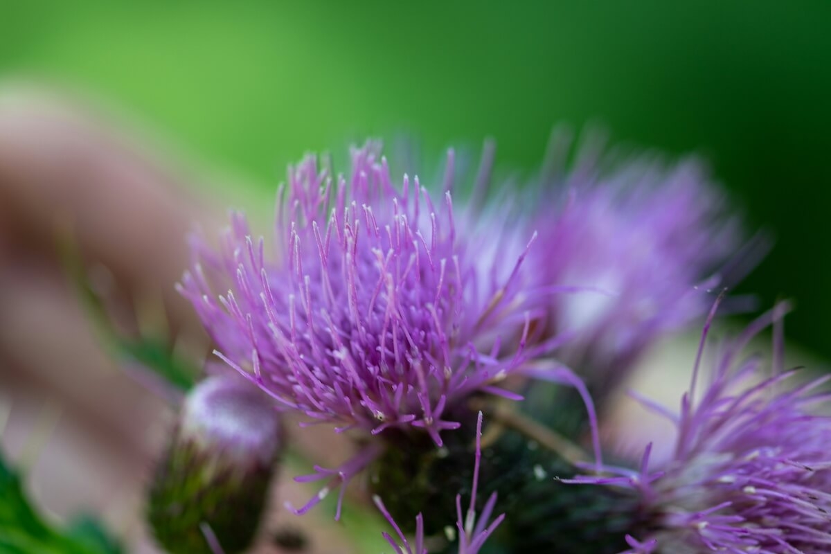 Does Milk Thistle Contain Dairy?