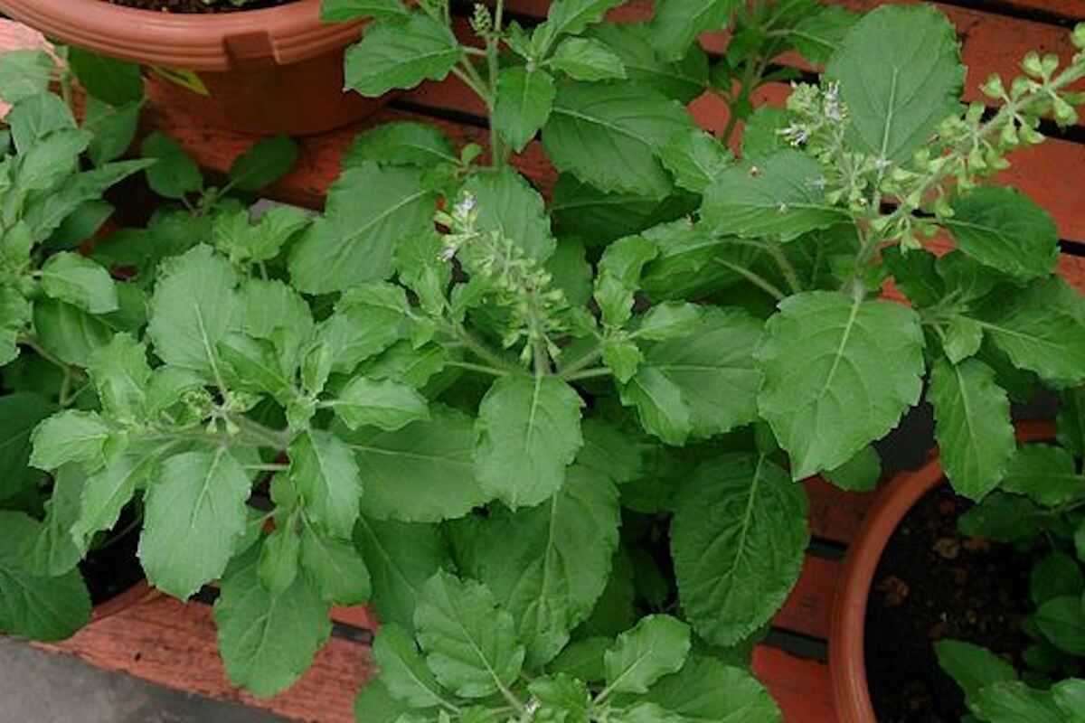 What is Holy Basil?