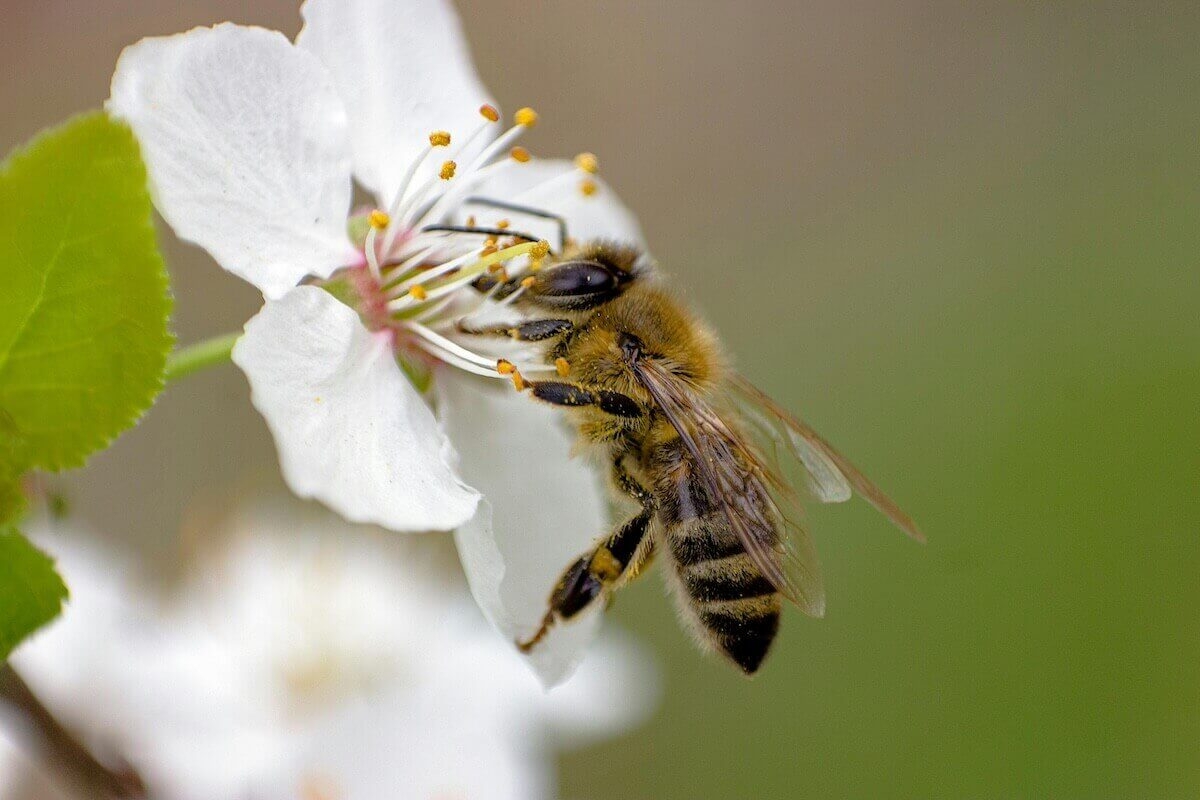 Does Bee Propolis Expire?: Unveiling the Shelf Life of Nature's Preservative