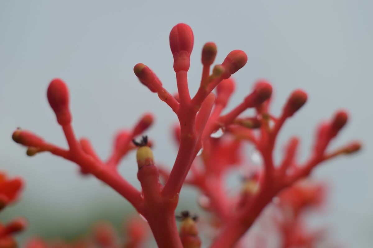 What is Ginseng?