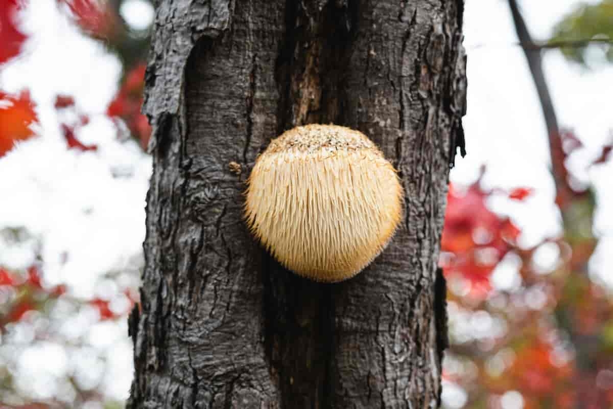 Lion's Mane Mushroom Benefits: Brain Health, Immunity, and Focus