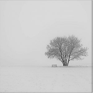 Kahler Baum im Winter mit einer Bank in verschneiter Landschaft