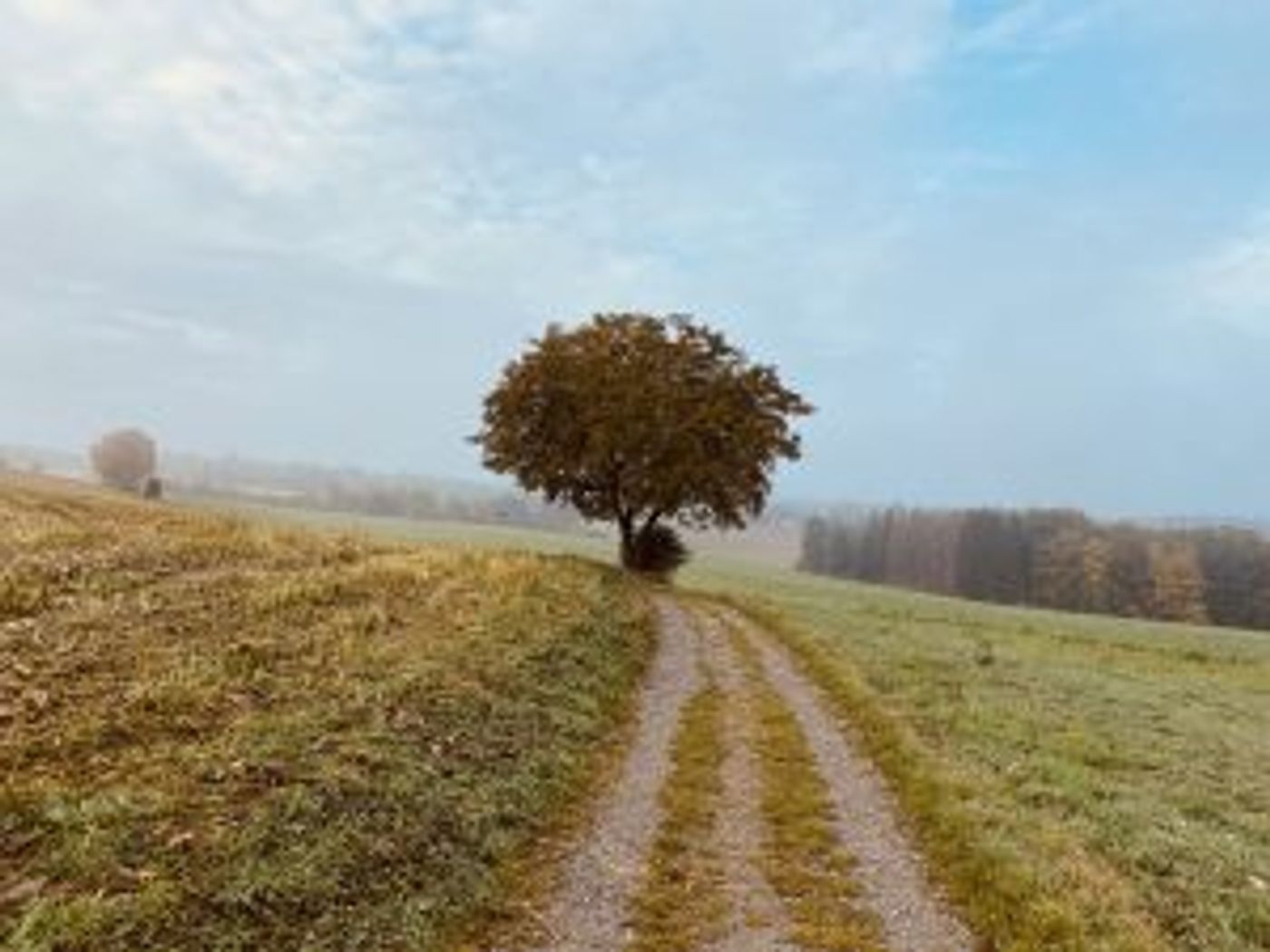 Weg übers Feld zu einem Baum