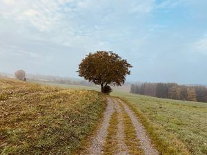 Weg übers Feld zu einem Baum