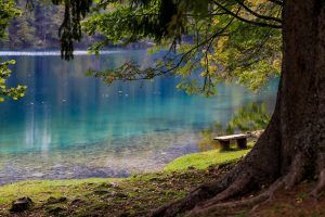 Kleiner See mit Baum am Rand