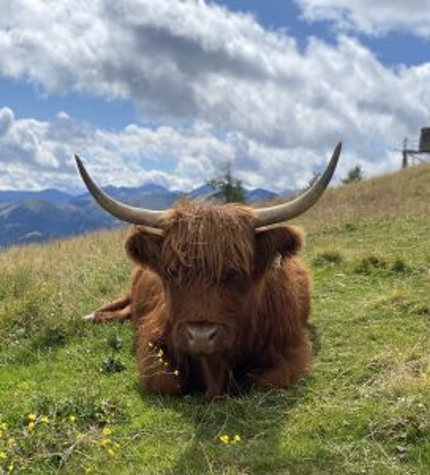 Braunes, zotteliges Highlandrind mit spitzen Hörnern
