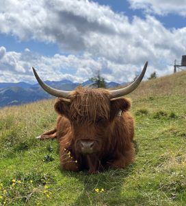 Braunes, zotteliges Highlandrind mit spitzen Hörnern