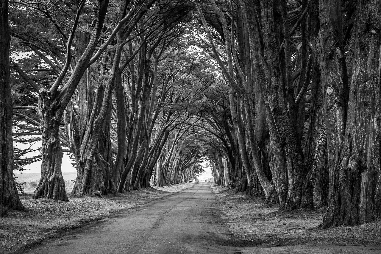 Allee mit hohen, dunklen Bäumen als Sinnbild für Tod und Sterben