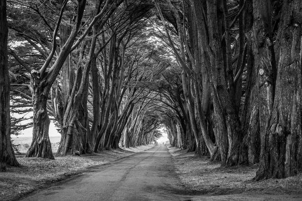 Allee mit hohen, dunklen Bäumen als Sinnbild für Tod und Sterben