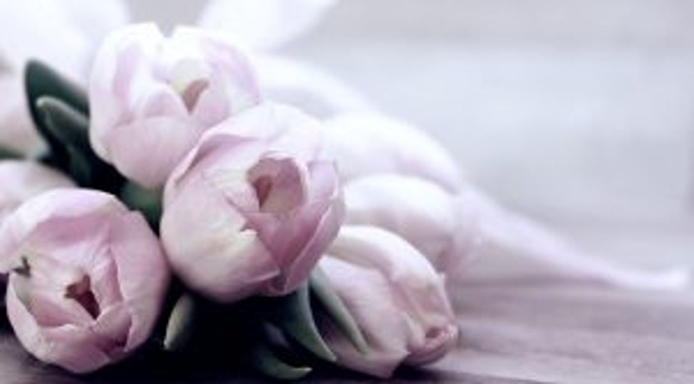 rosa Tulpen liegen auf einem Tisch