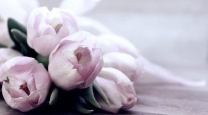 rosa Tulpen liegen auf einem Tisch