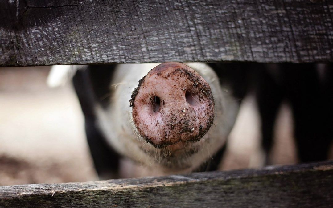 Schweinrüssel lugt zwischen zwei Brettern hervor
