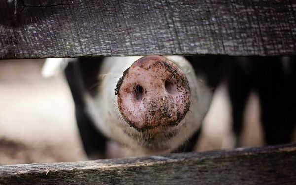 Schweinrüssel lugt zwischen zwei Brettern hervor