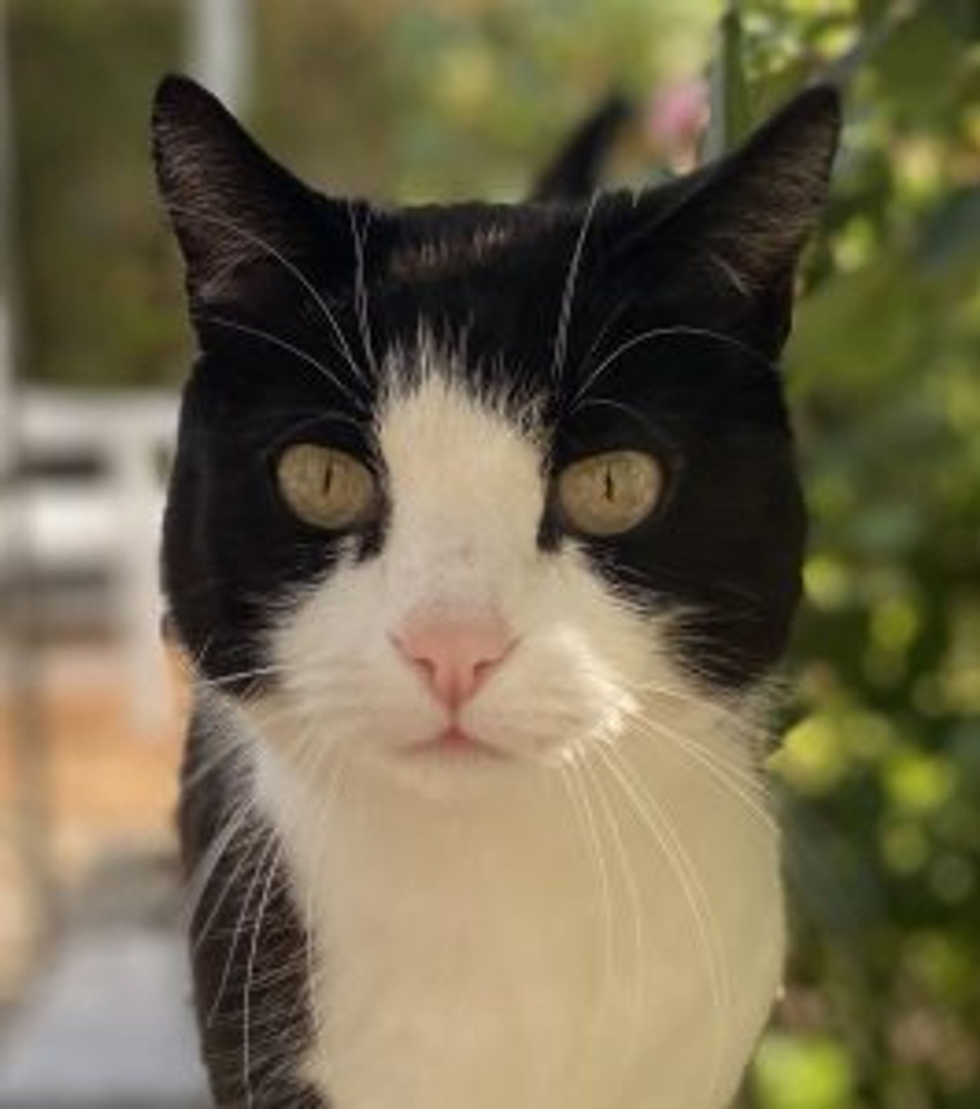 Katze 