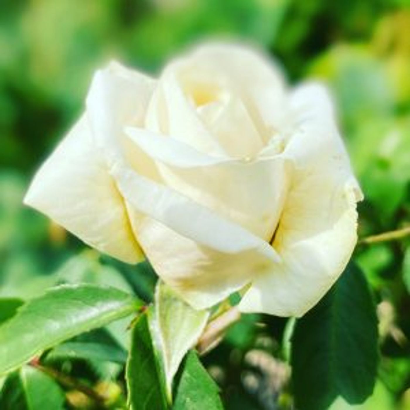 Weiße Rose