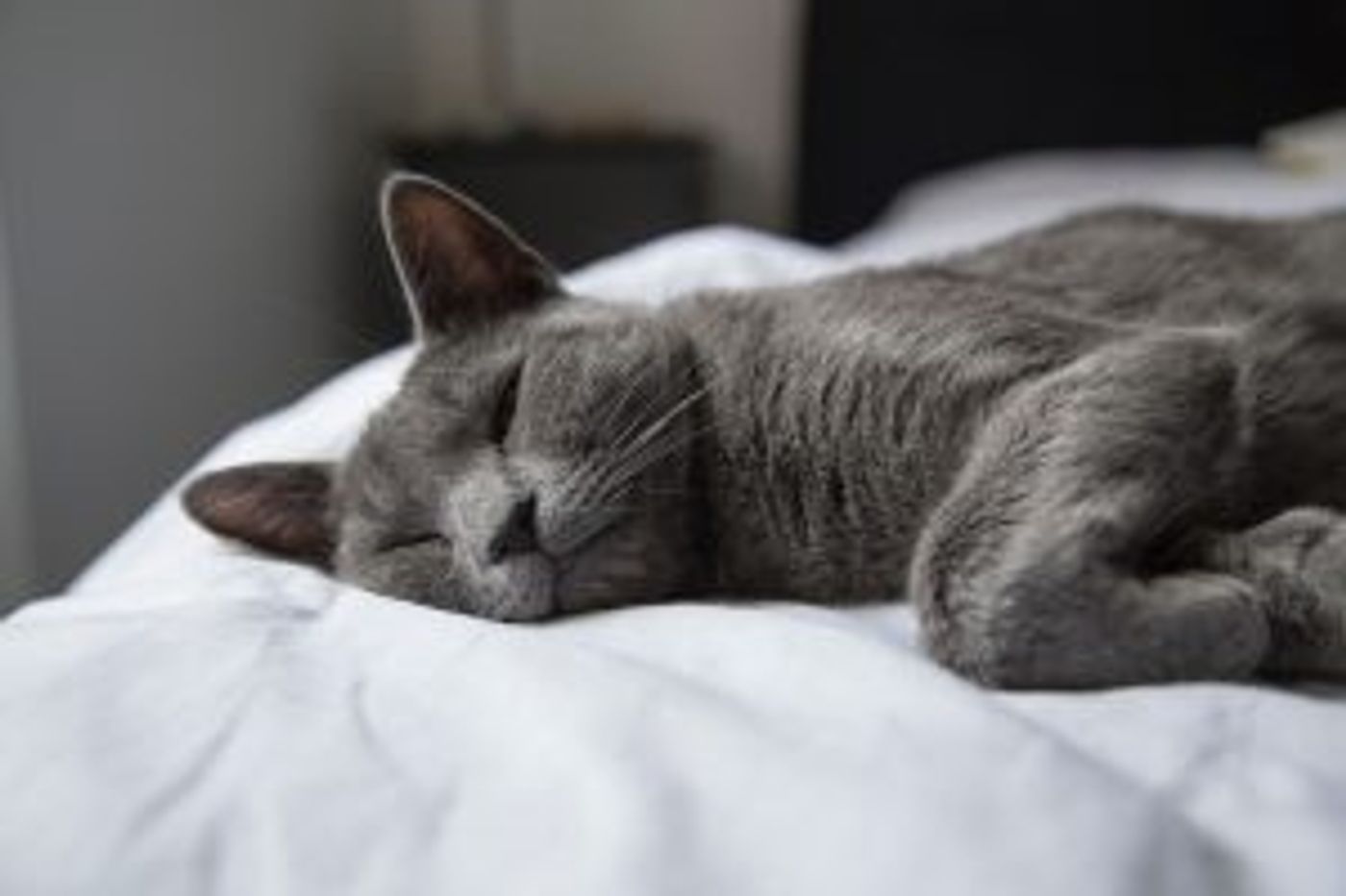 Graue Katze die auf einem weißen Bett liegt