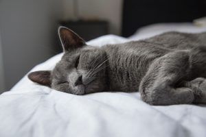 Graue Katze die auf einem weißen Bett liegt