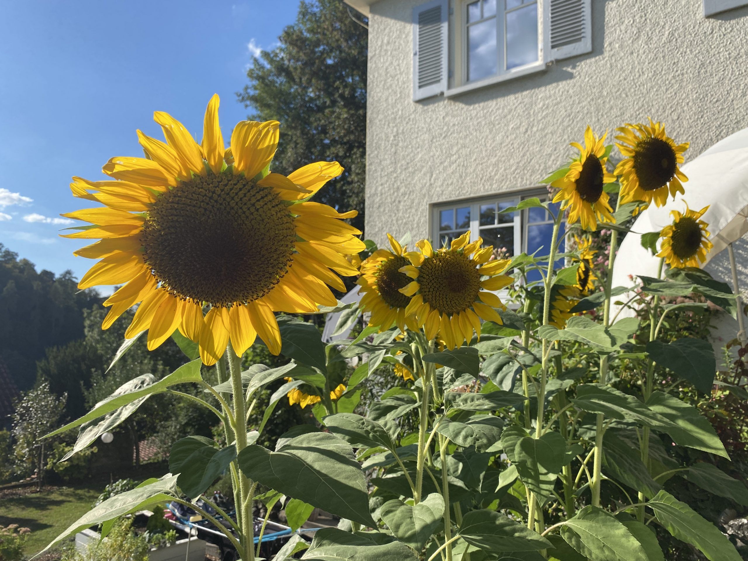 Sonnenblume