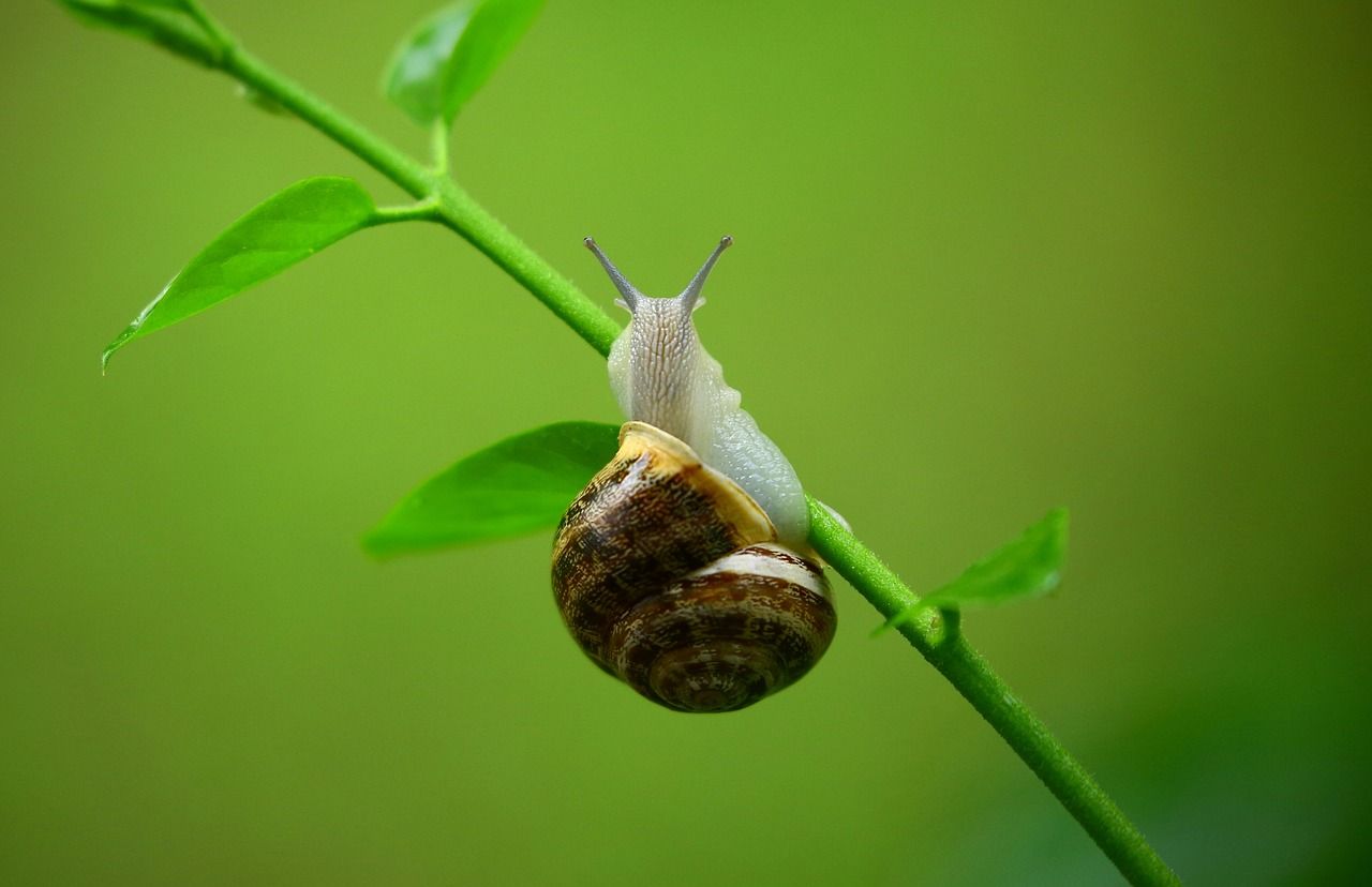 Schnecke an einem grünen Zweig mit Blättern als Sinnbild für Entschleunigung