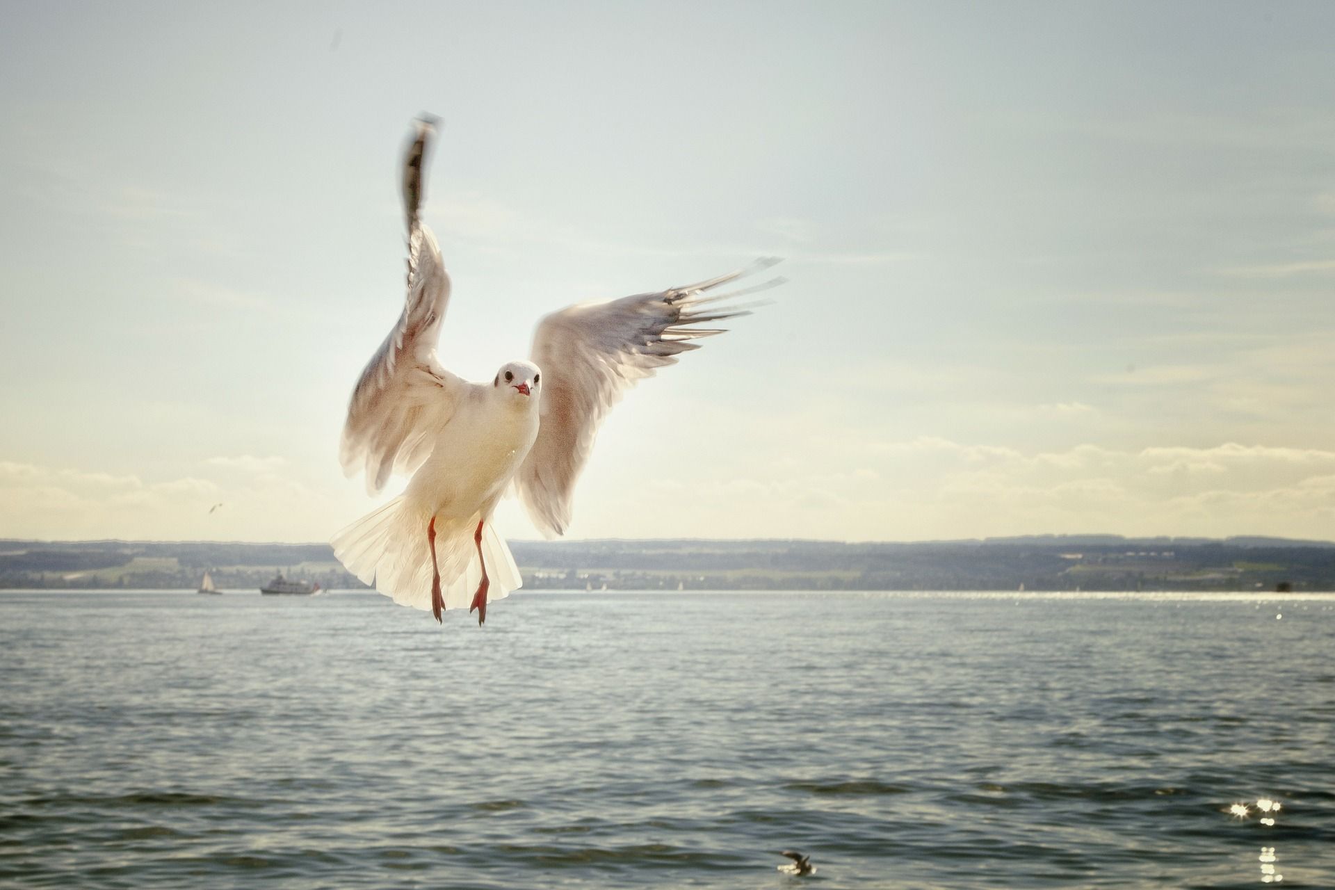 Möwe im Flug als Sinnbild für ein starkes Selbstbewusstsein und die Flügel des Mutes in uns