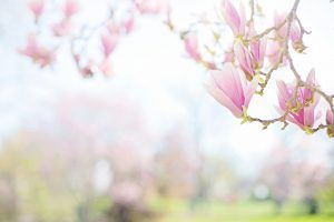 Magnolienblüten