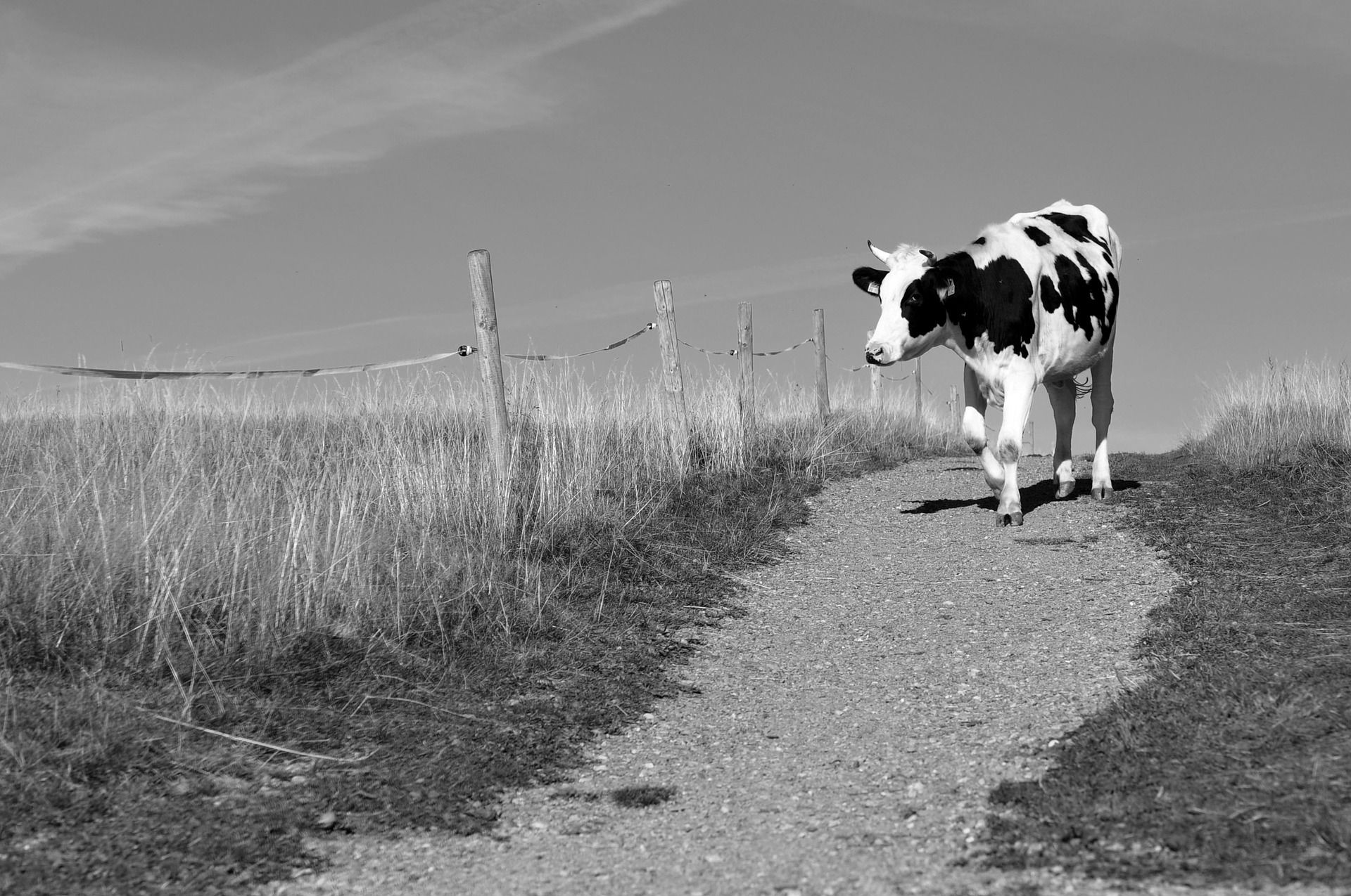 Eine schwarz gefleckte Kuh auf einem Weg