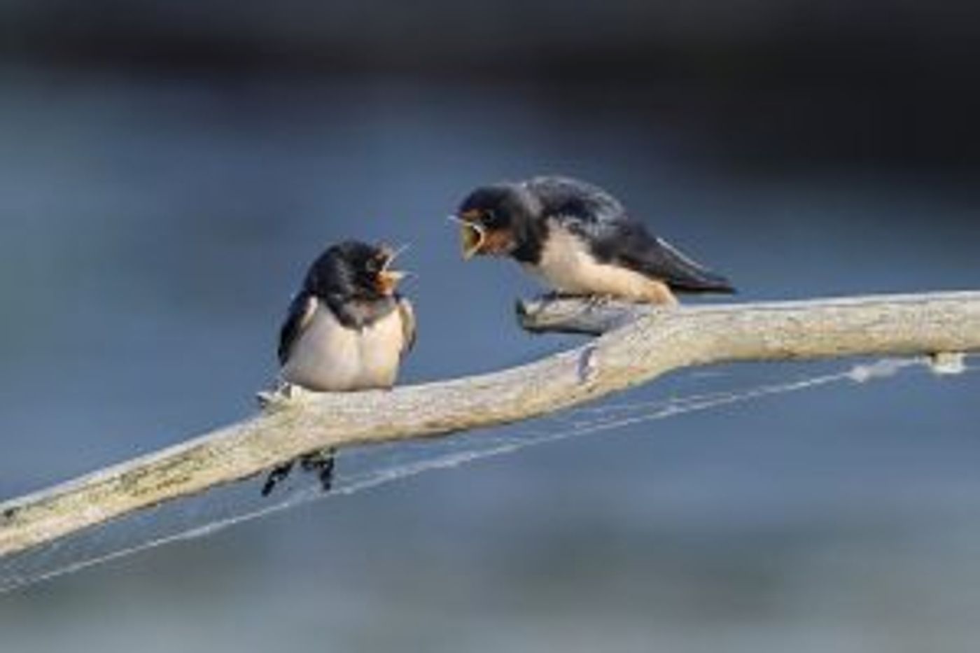 Zwei Vögel auf einem Ast