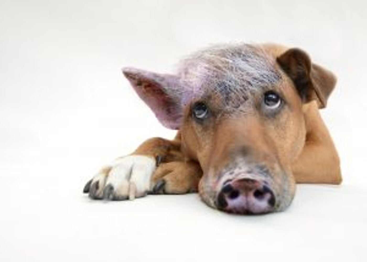 Der innere Schweinehund als Gegner der Selbstfürsorge