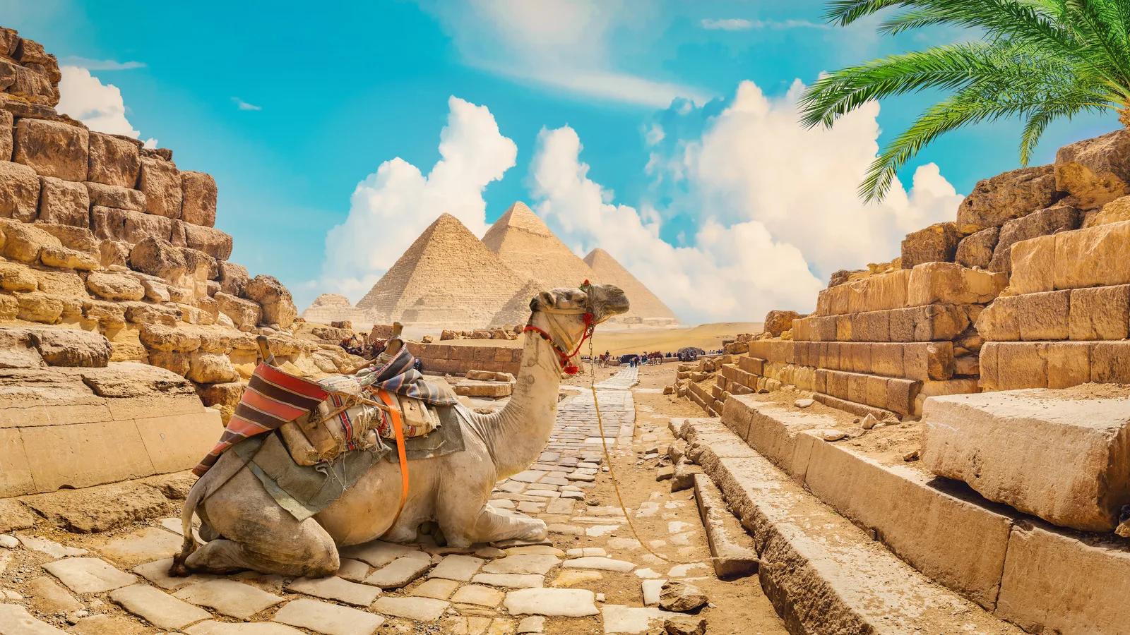 Giza Pyramids Camel, Cairo, Egypt