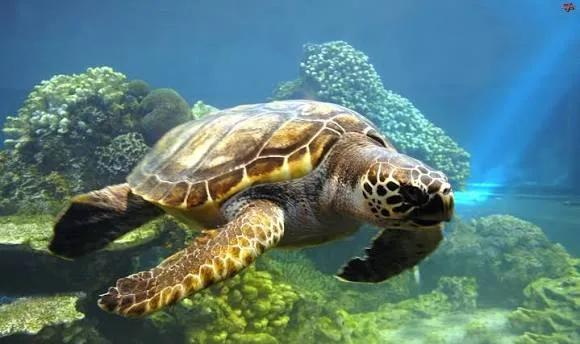 Sea Turtle Underwater, Dalyan, Turkey