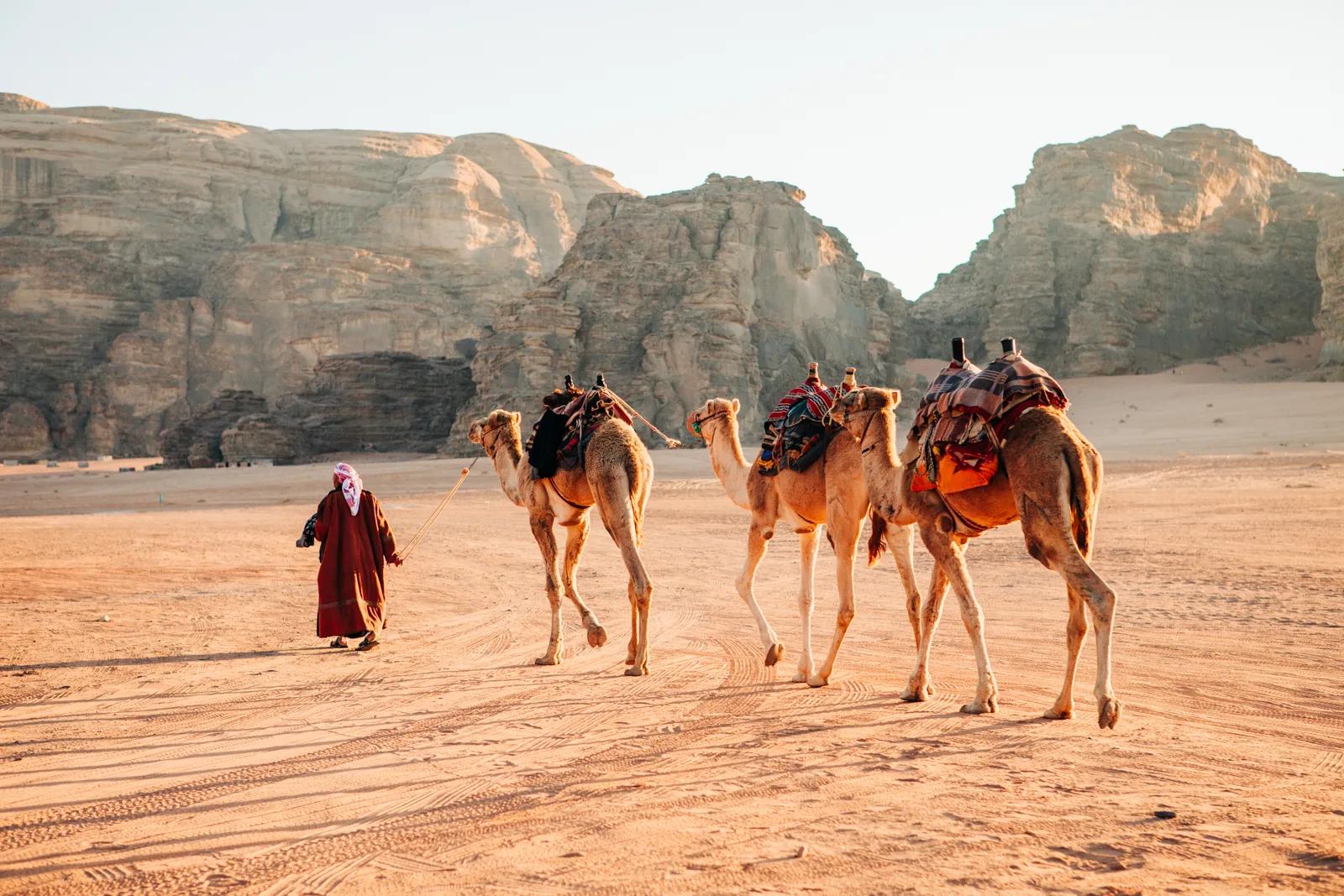 Rum Camel Caravan, Wadi, Jordan