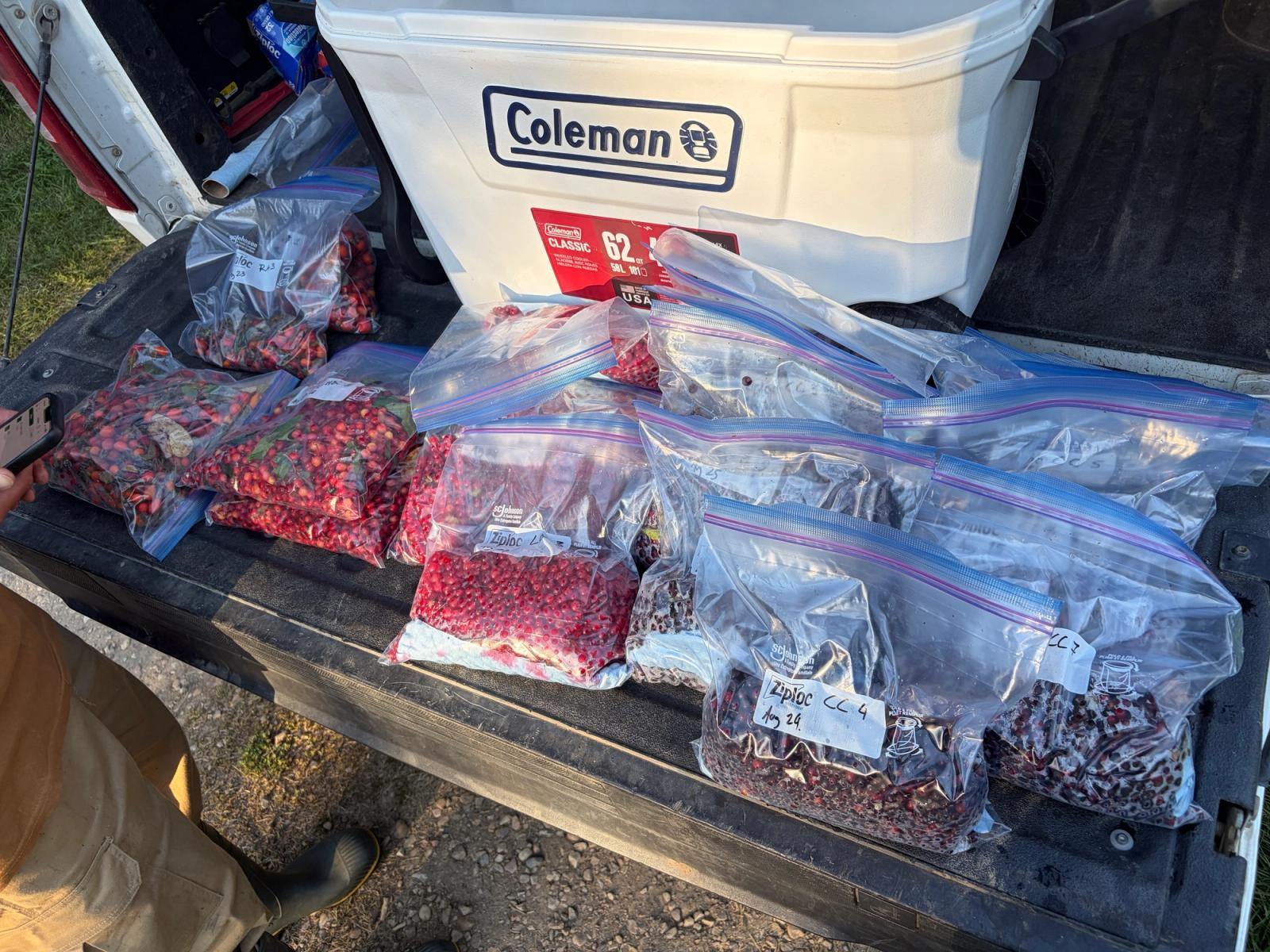 Seed Collection