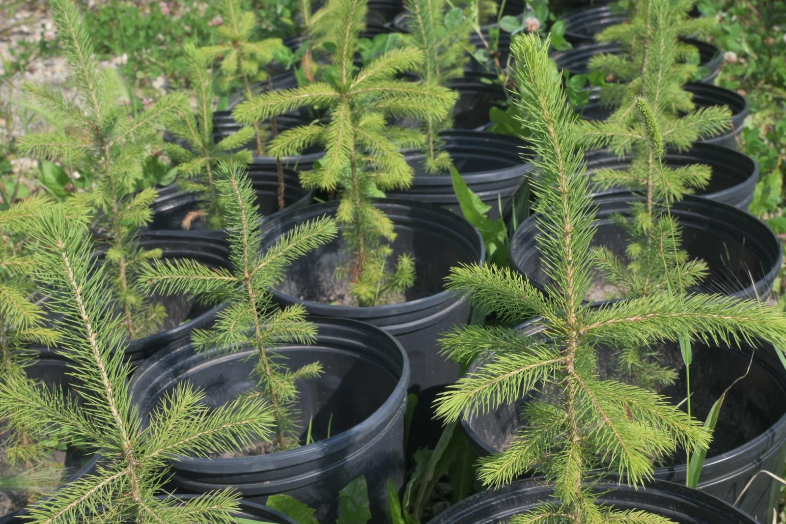 Conifers