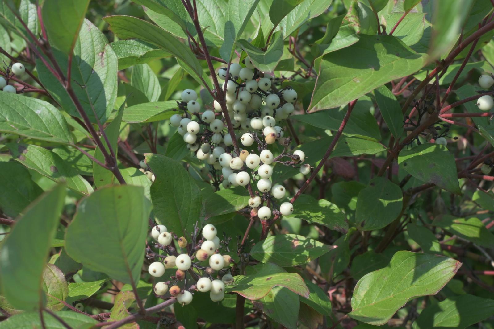 Native Shrubs