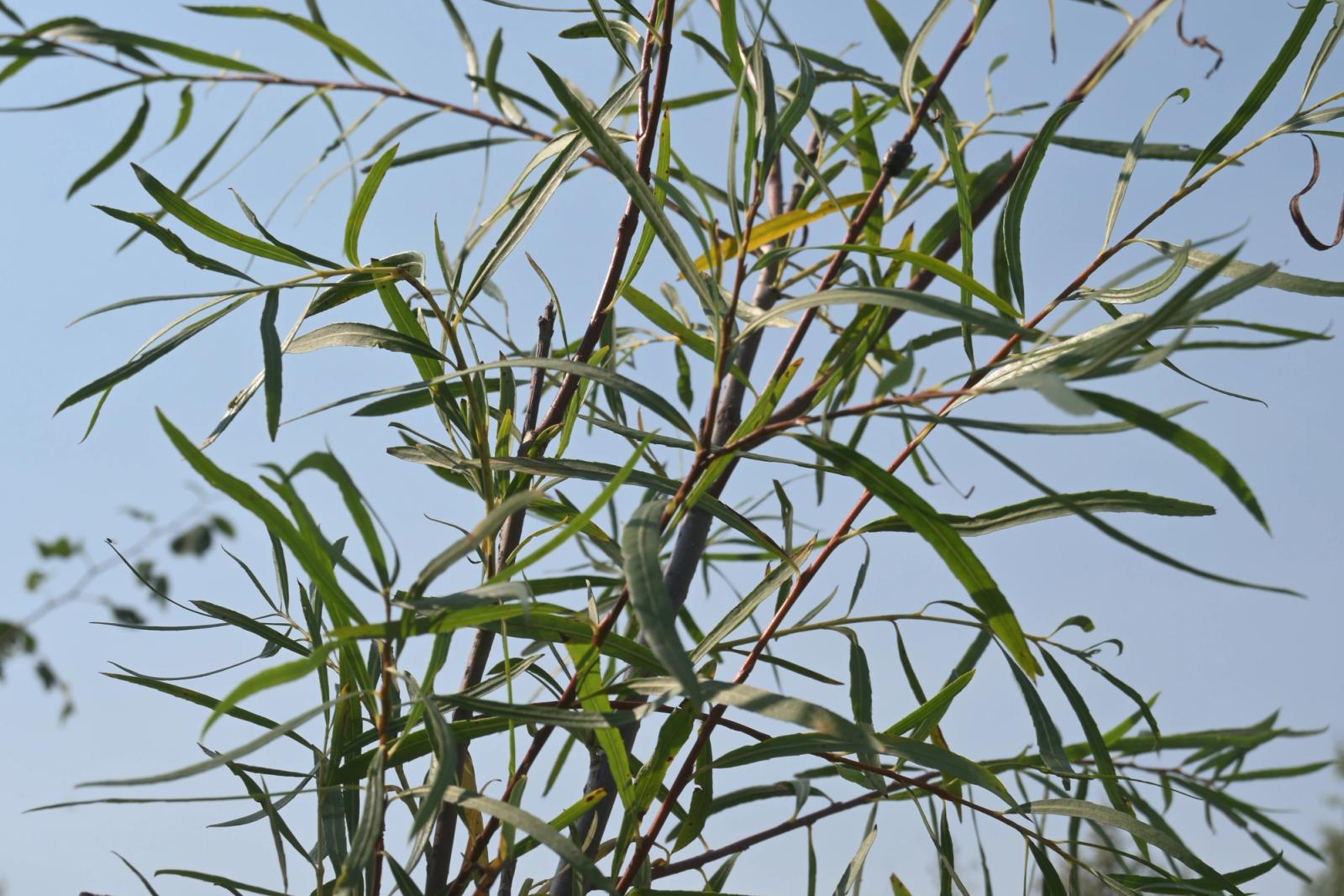 Willow & Live Cuttings