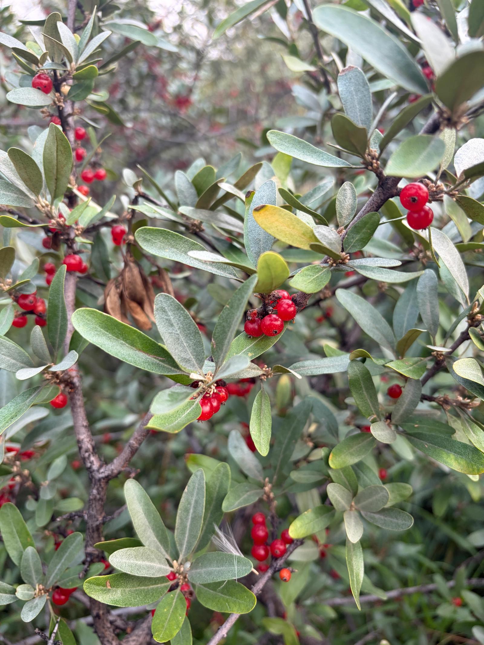 Berry and Browse Species