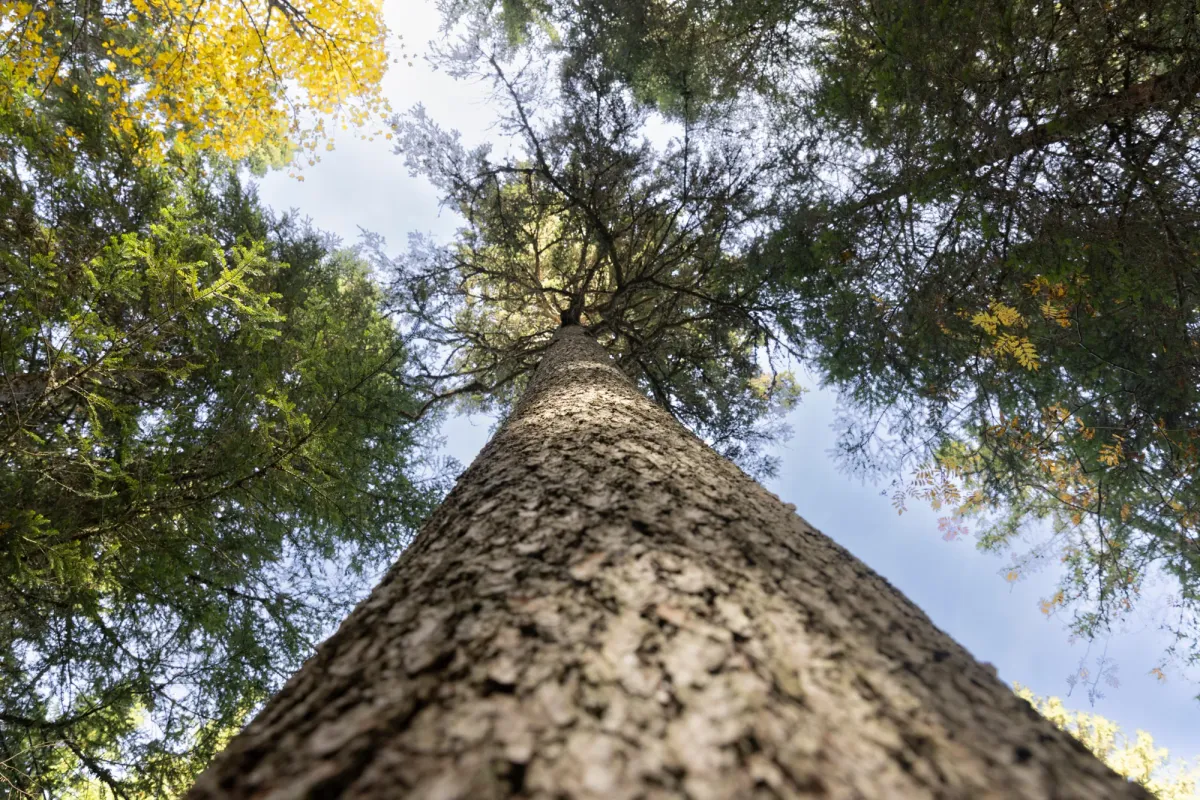 Un épicéa du Risoux vu en contre-plongée, sa cime se détachant dans la canopée.